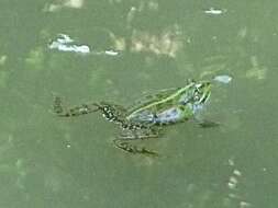 صورة Pelophylax esculentus