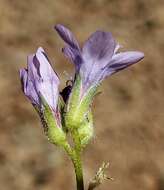 Image of California gilia