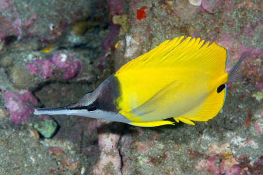 Image of Longnose butterflyfishes