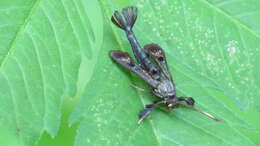 Image of Virginia Creeper Clearwing