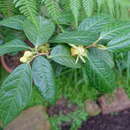Image of Camellia chrysanthoides Hung T. Chang