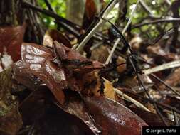 Imagem de Scinax rostratus (Peters 1863)