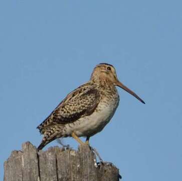 Image of Swinhoe's Snipe