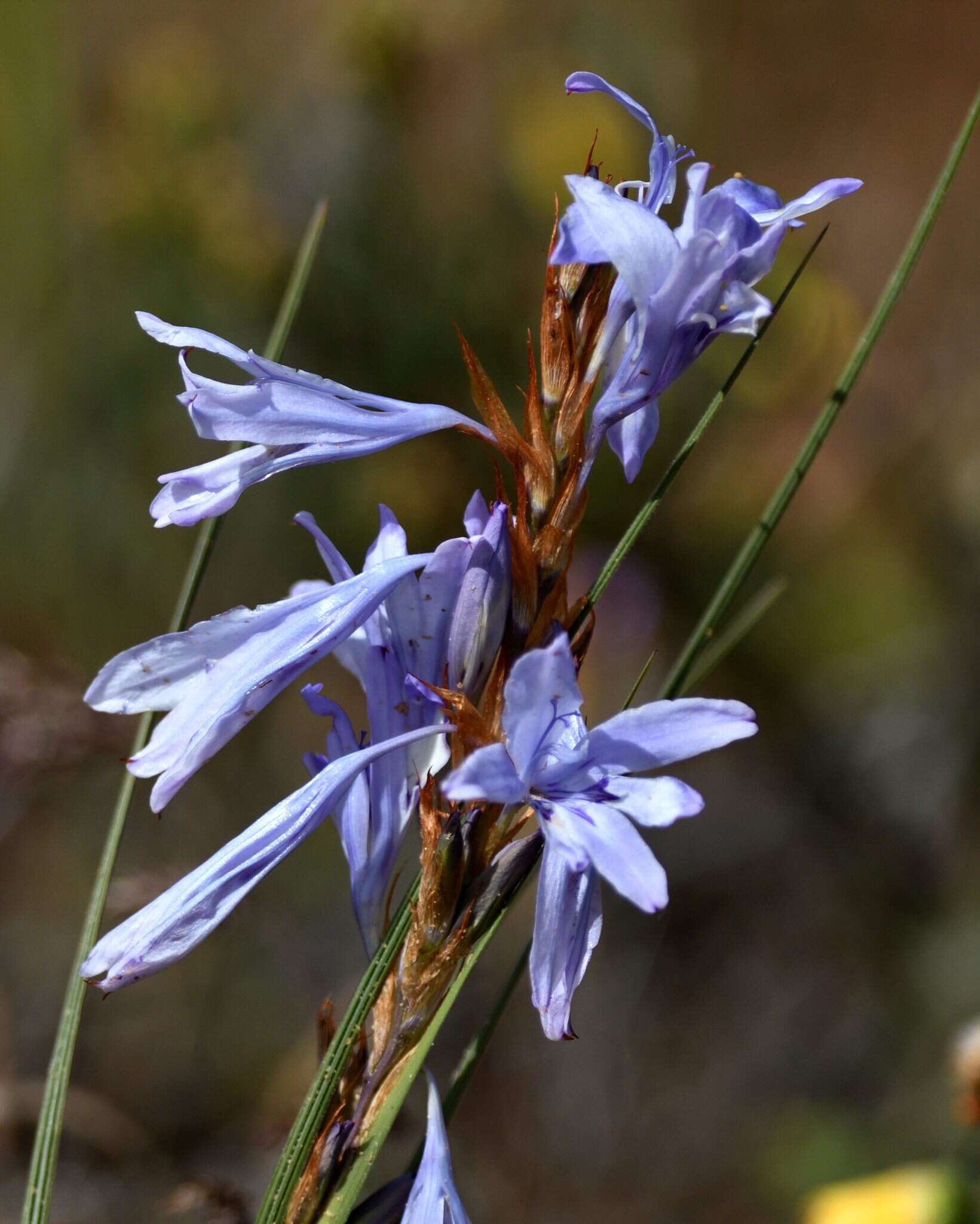 Image of Babiana scariosa G. J. Lewis