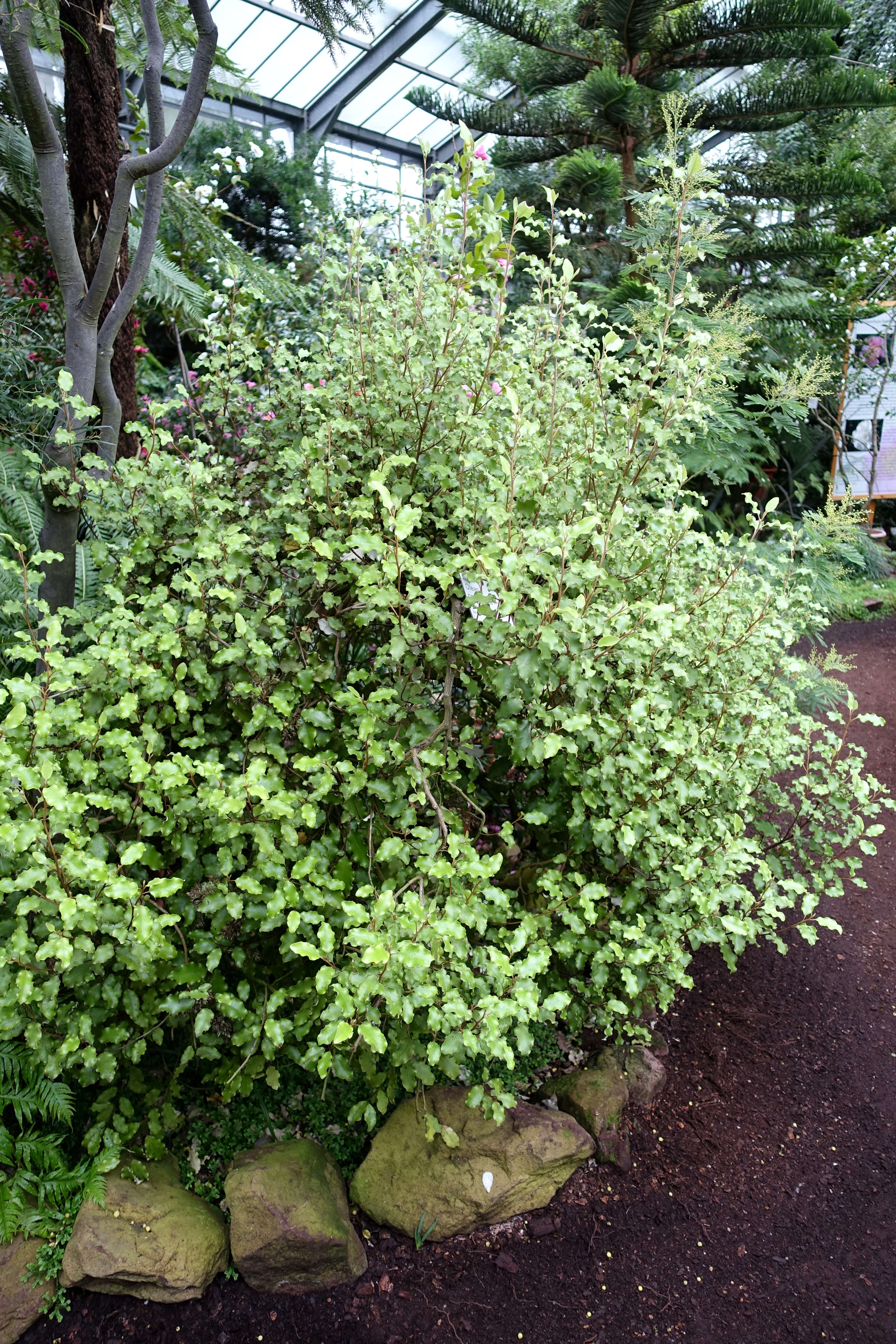 Olearia paniculata (J. R. & G. Forst.) Druce resmi