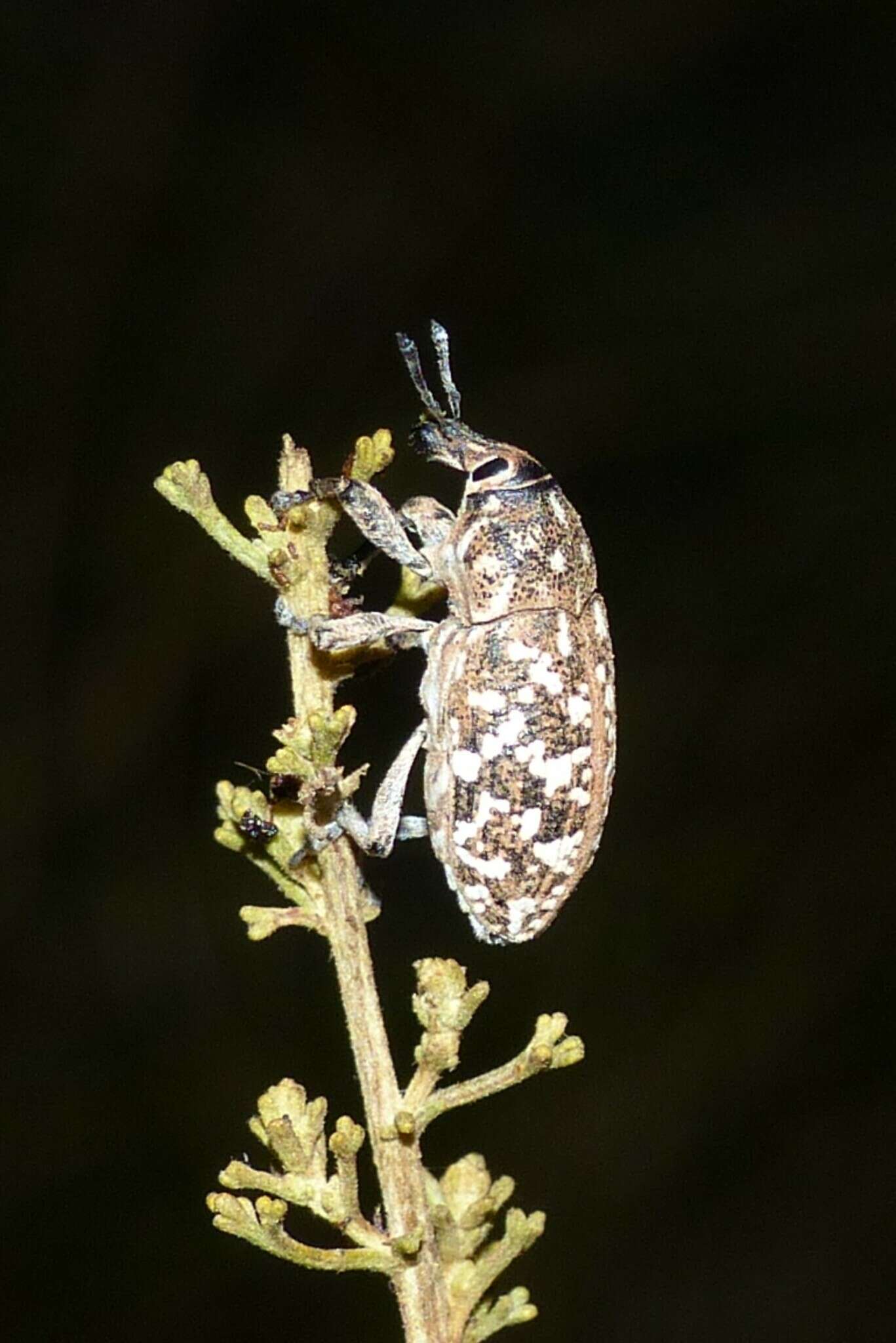 Sivun Leucomigus tesselatus kuva