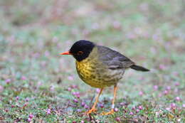 Image of Gould's Nightingale-Thrush