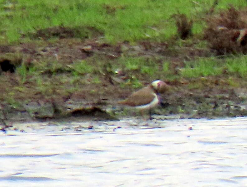 Image of Tundra Ringed Plover