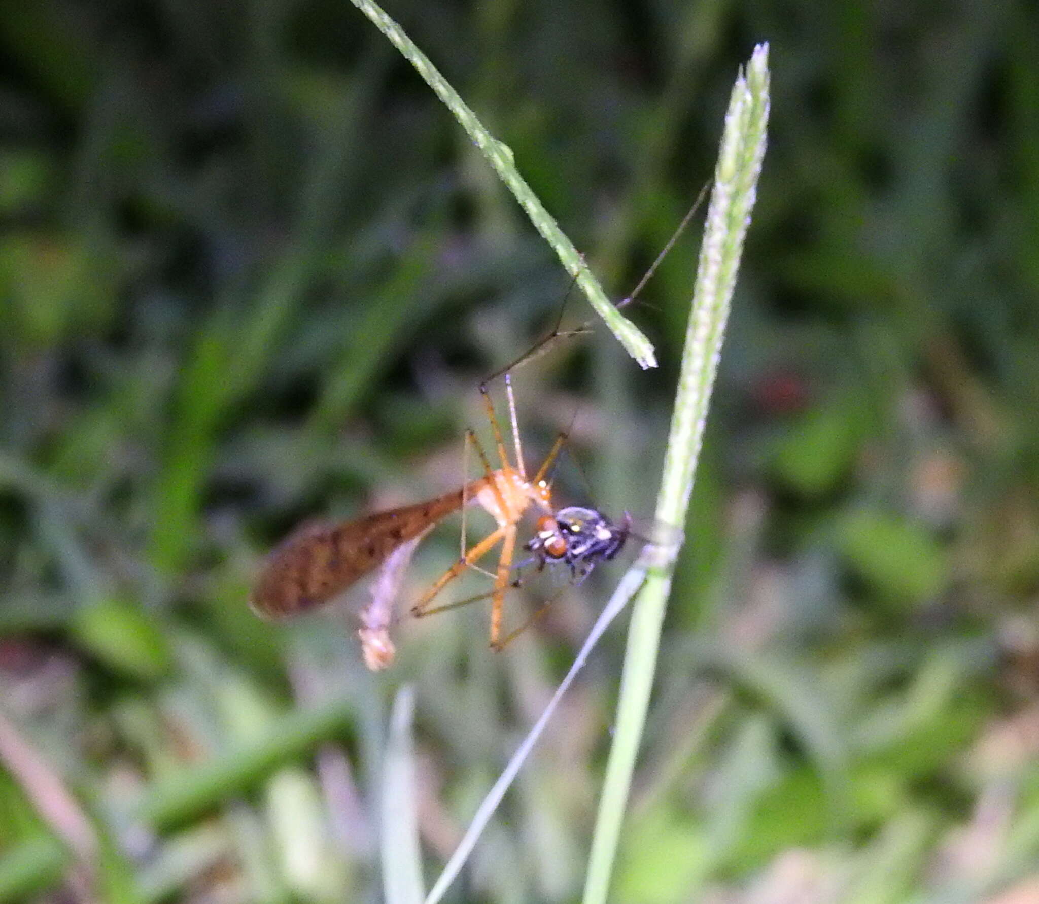 Image of Bittacus punctiger Westwood 1846