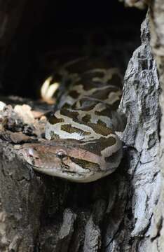 Image of Asiatic rock python