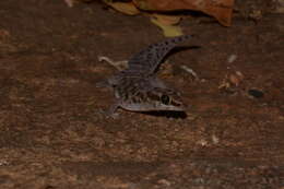 Image of Tiger Thick-toed Gecko