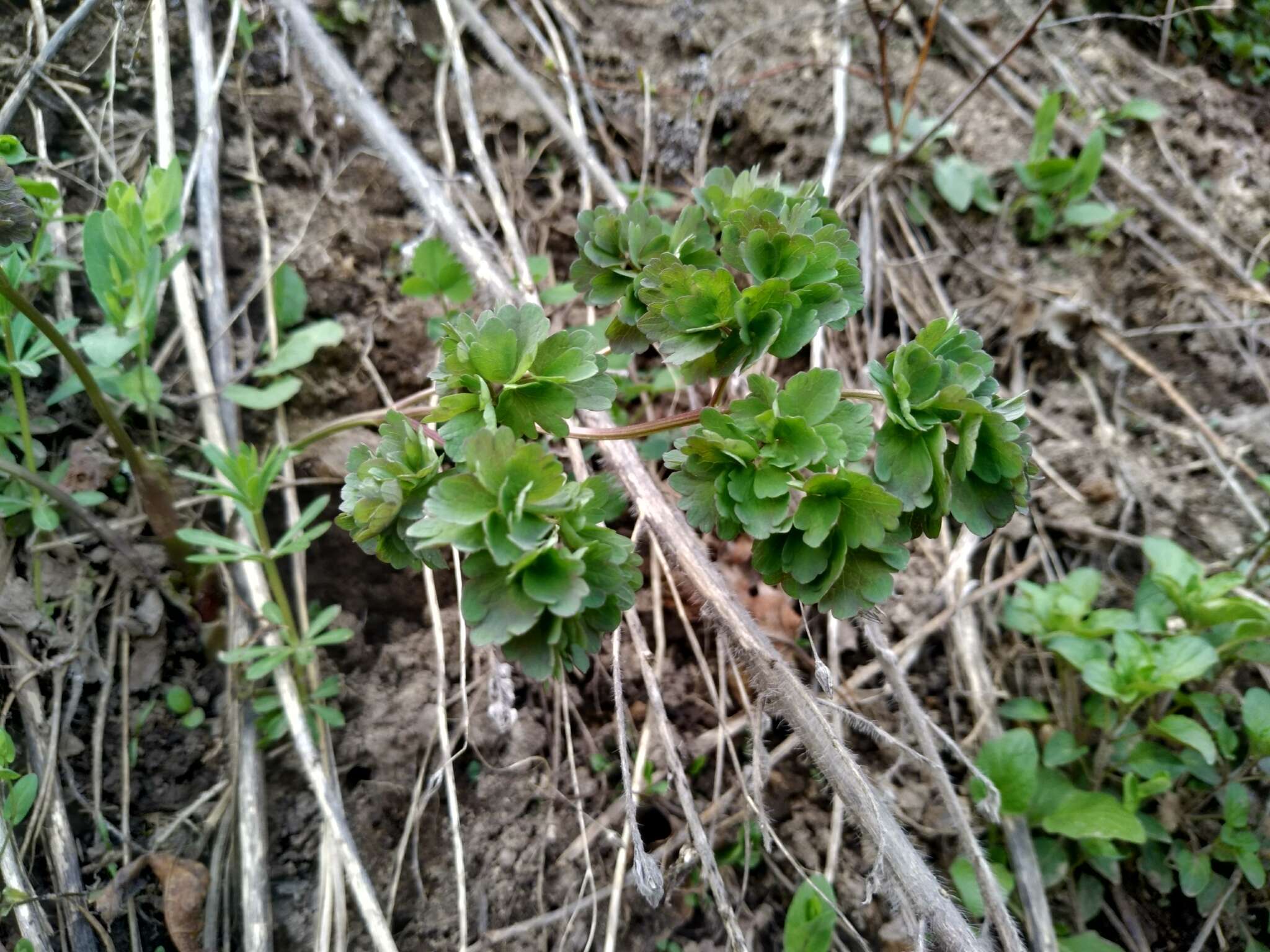 Image of Aquilegia atrovinosa M. Pop. ex Gamajun.