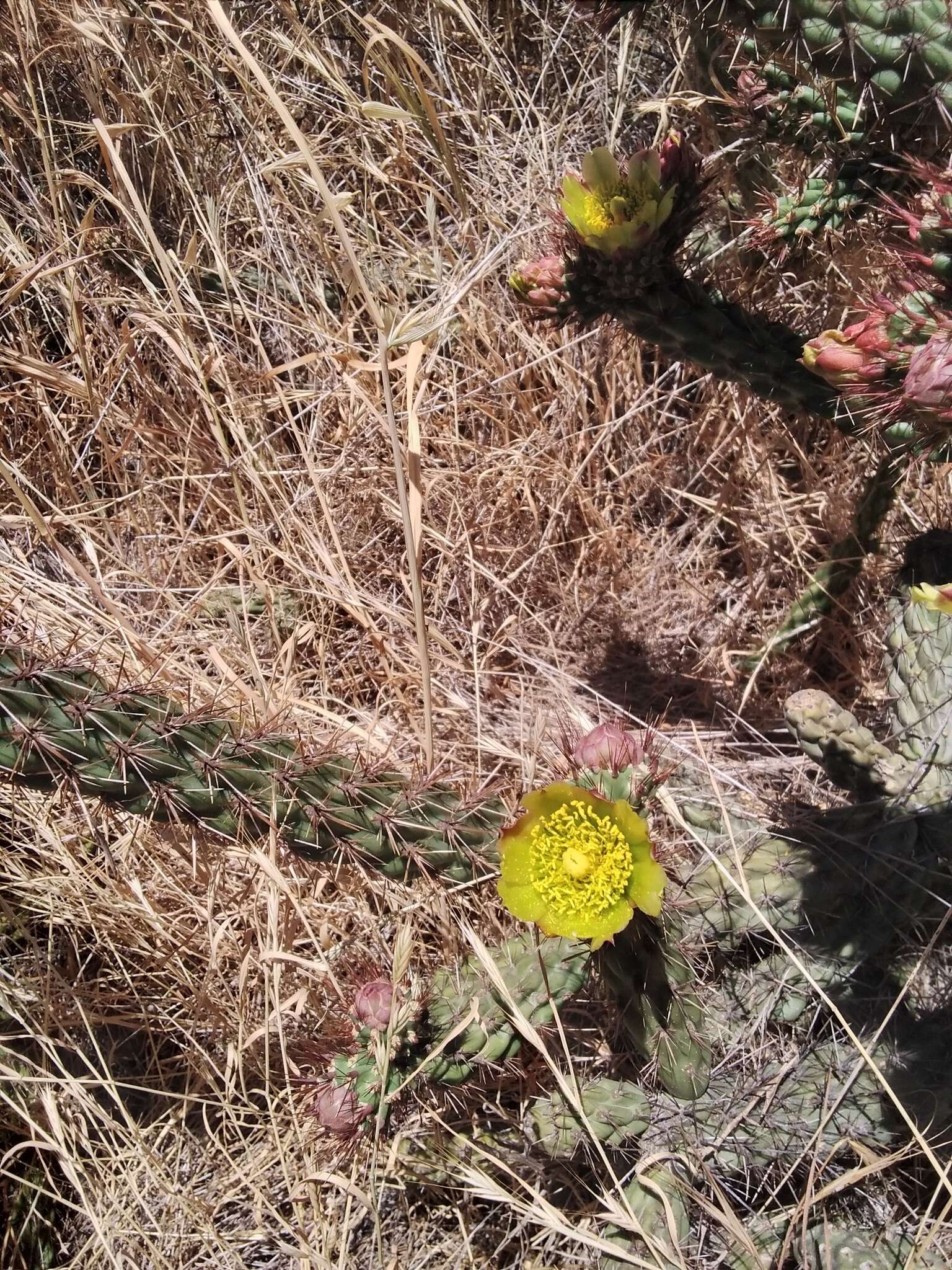 Image of California pricklypear