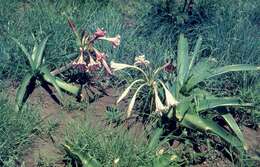 Image of Candy-striped crinum