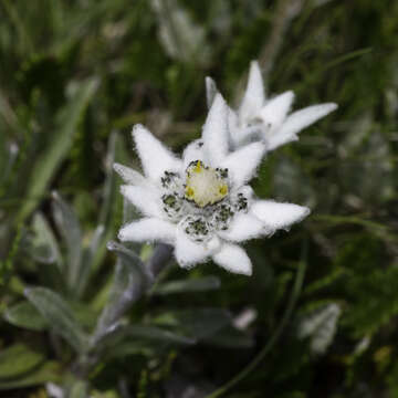 Image of edelweiss