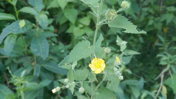 Image of Pseudabutilon virgatum (Cav.) P. A. Fryxell