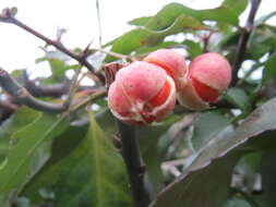 Plancia ëd Euonymus japonicus Thunb.