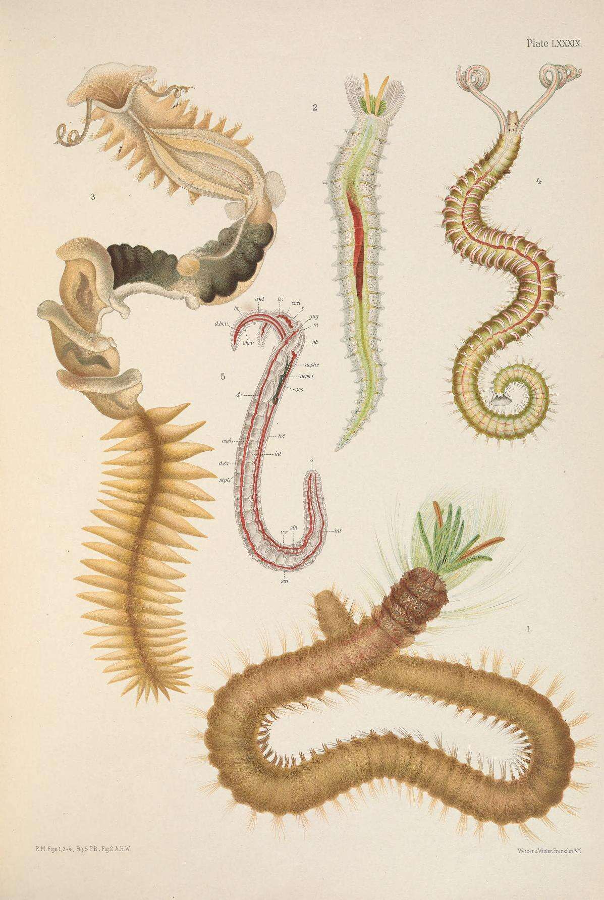 Image of Chaetopterus Cuvier 1830