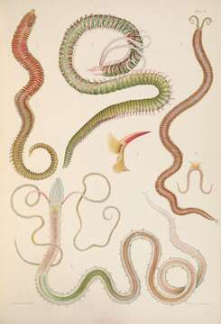 Image of Scolelepis (Scolelepis) squamata (O. F. Muller 1806)