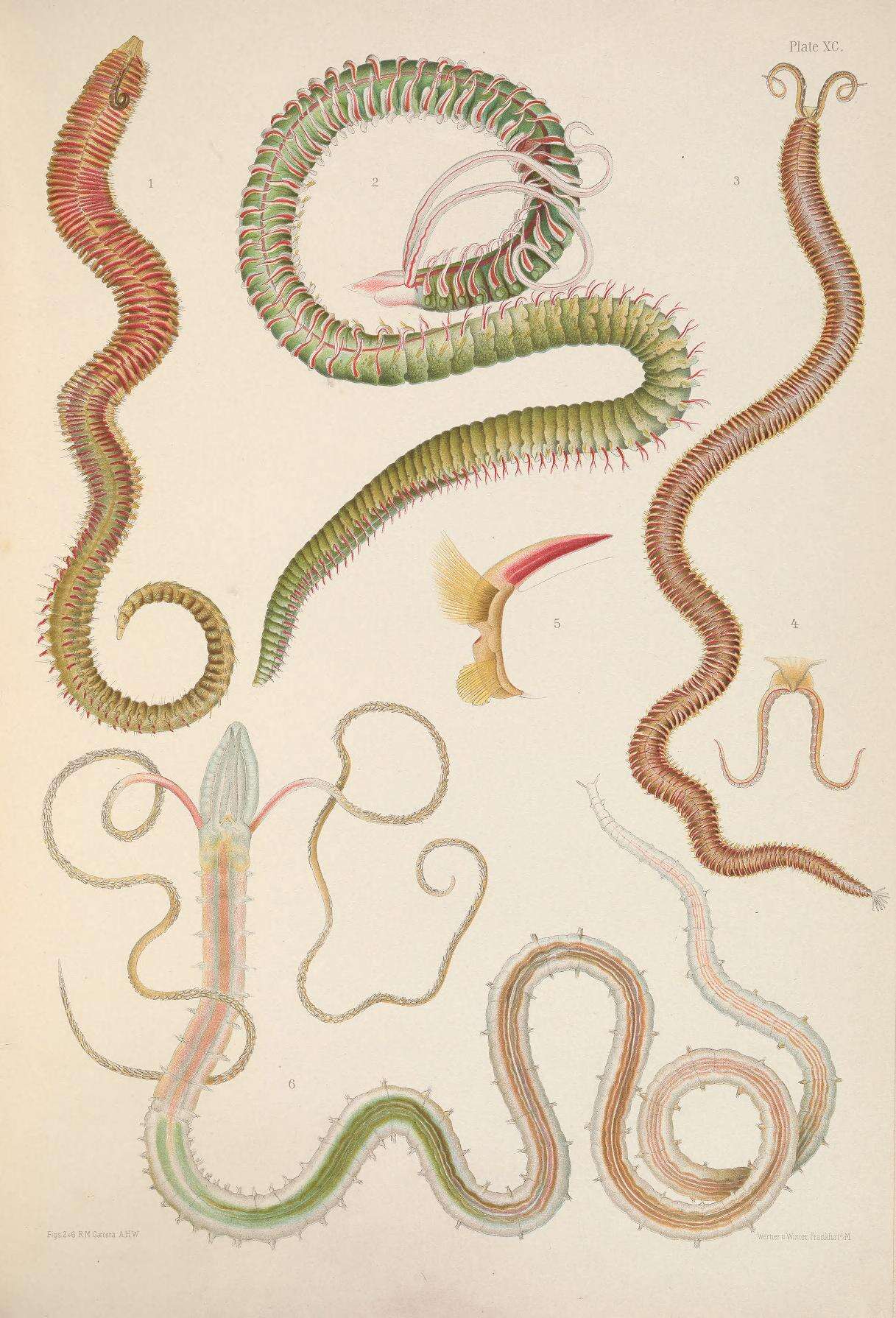Слика од Scolelepis (Scolelepis) squamata (O. F. Muller 1806)