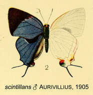 Image of Iolaus scintillans Aurivillius 1905