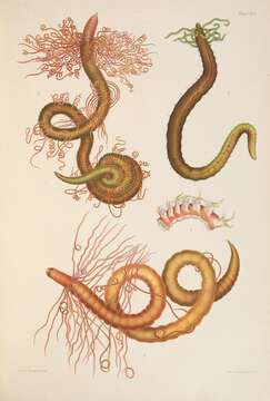 صورة Cirriformia tentaculata (Montagu 1808)