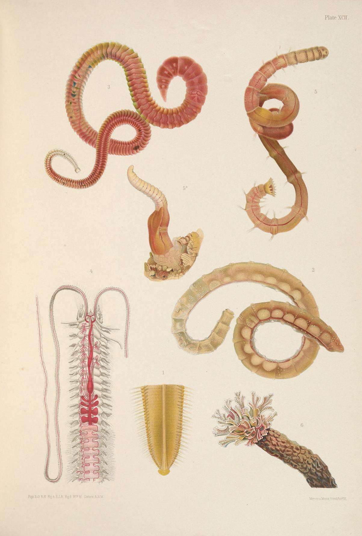 Image de Poecilochaetus serpens Allen 1904