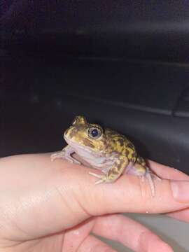 Image of Painted Burrowing Frog