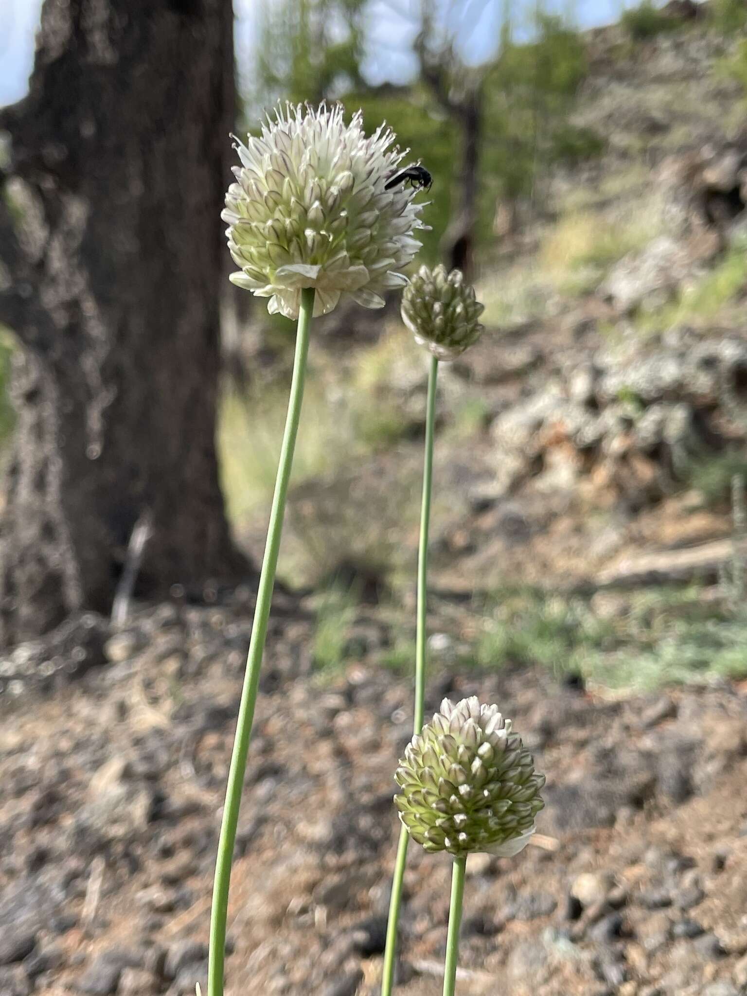 Image of Allium leucocephalum Turcz. ex Ledeb.