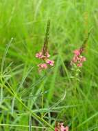 Image of Indigastrum fastigiatum (E. Mey.) Schrire