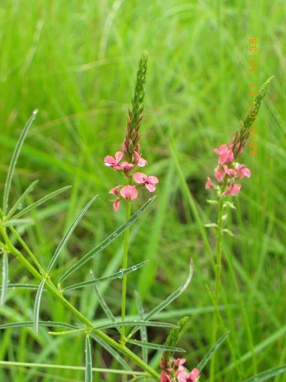 Image of Indigastrum fastigiatum (E. Mey.) Schrire