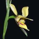 Image of Tall donkey orchid