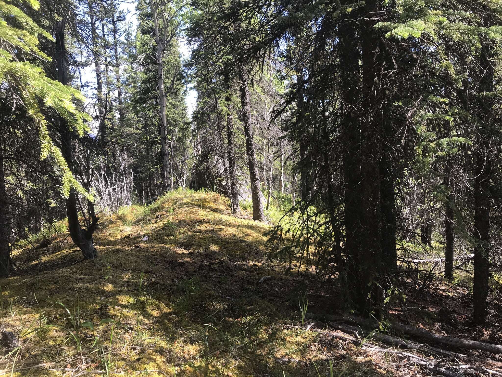 Image of Golden Tundra-moss