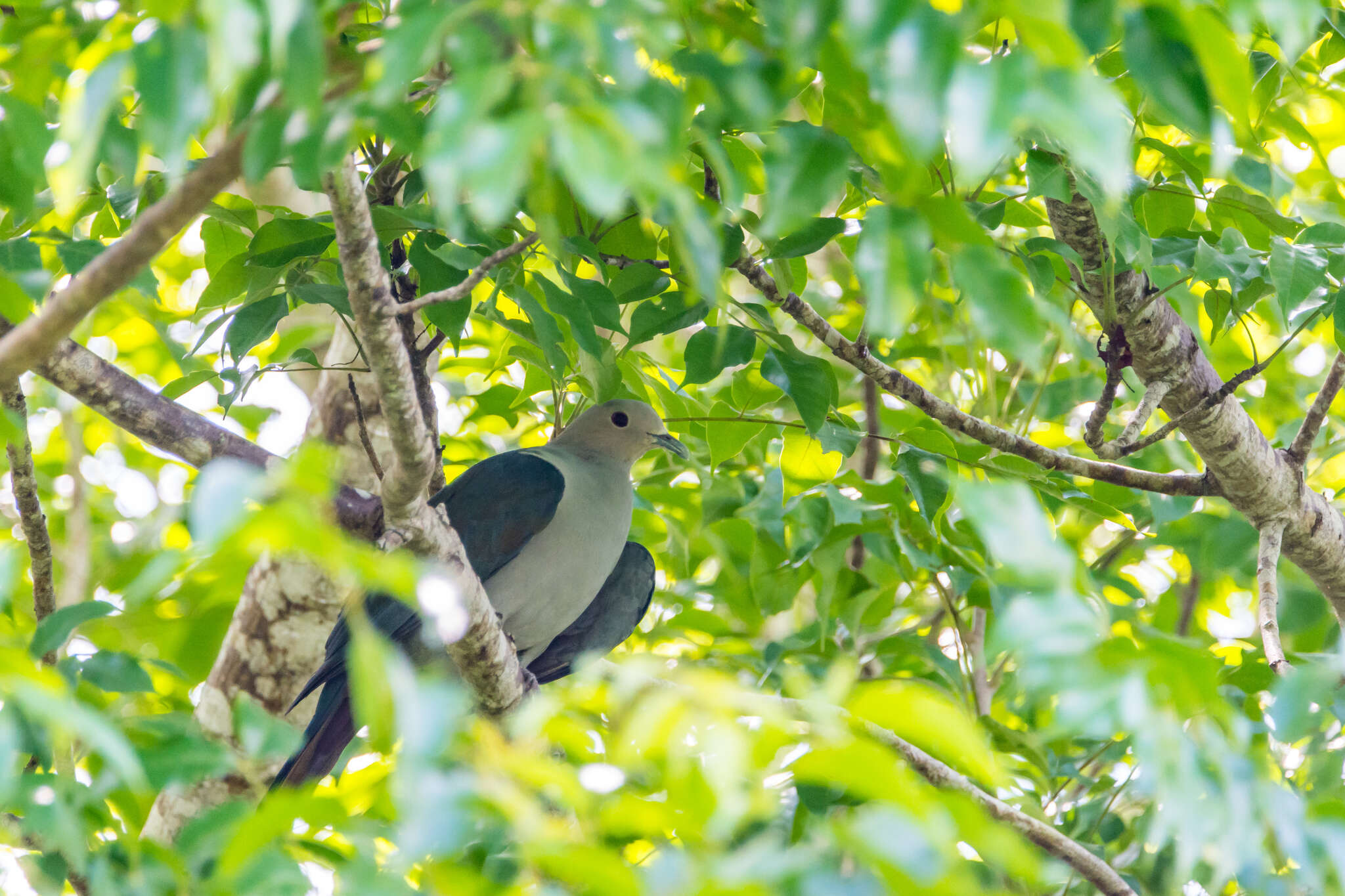 Imagem de pombo imperial verde