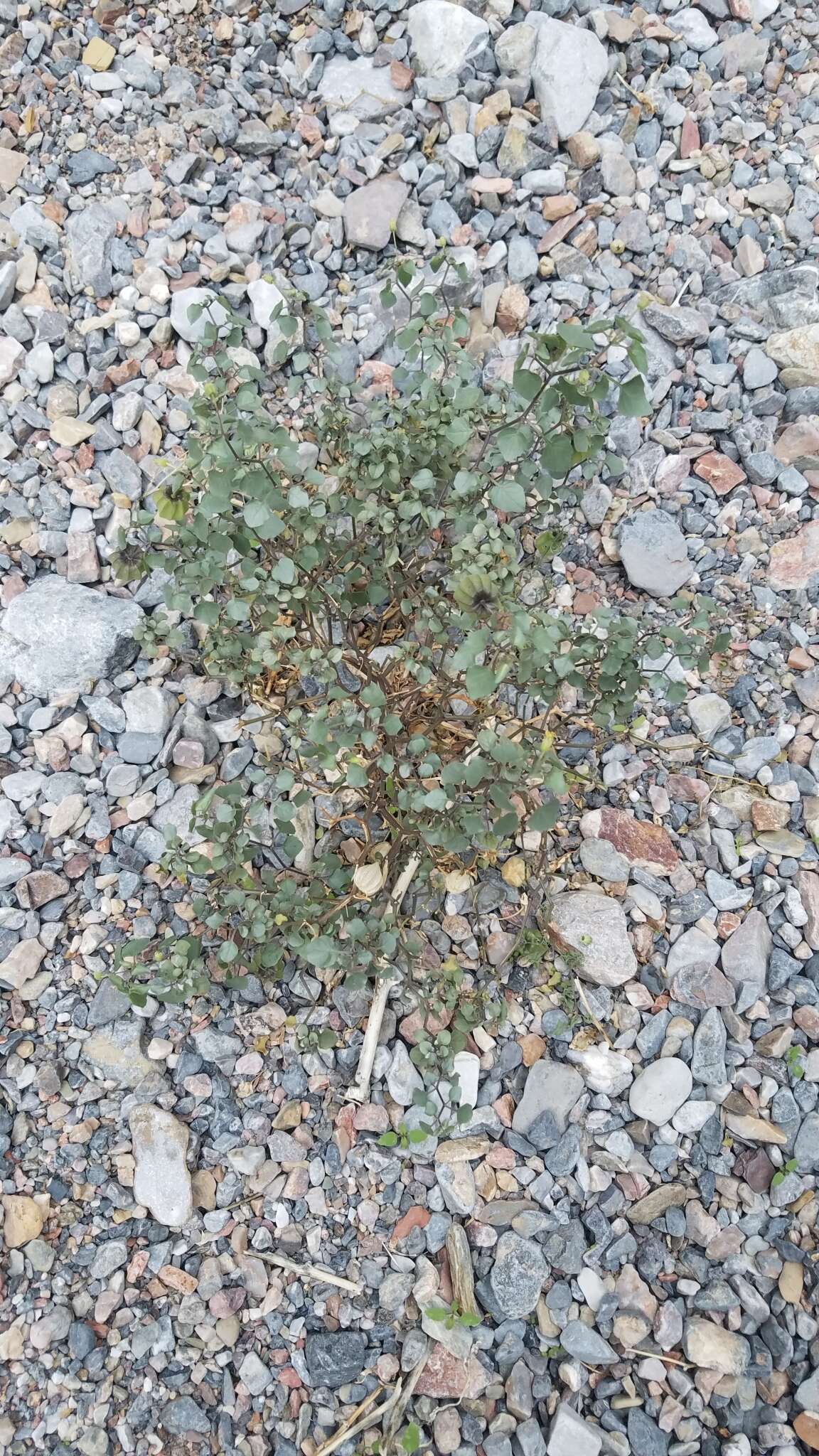 Image of yellow nightshade groundcherry