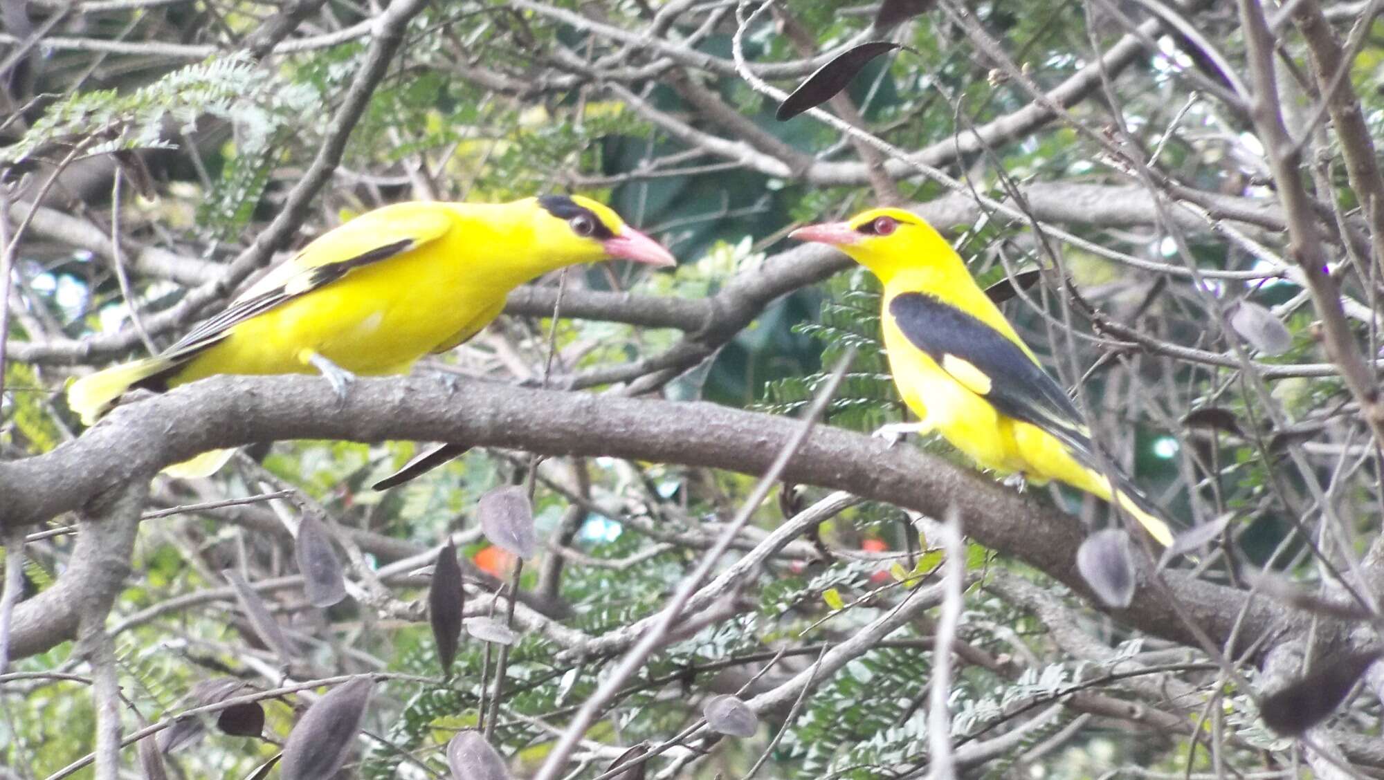 Image of Black-naped Oriole