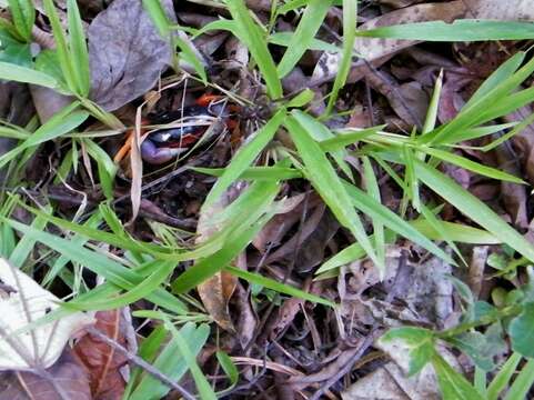 Image of Mexican Land Crab