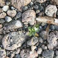 Image of seaside brookweed