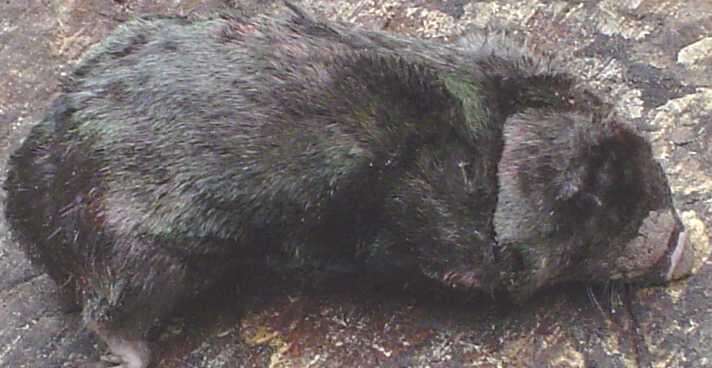 Image of Duthie's Golden Mole -- Duthie's Golden Mole