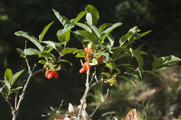 Image de Lonicera hispida Pall. ex Roem. & Schult.