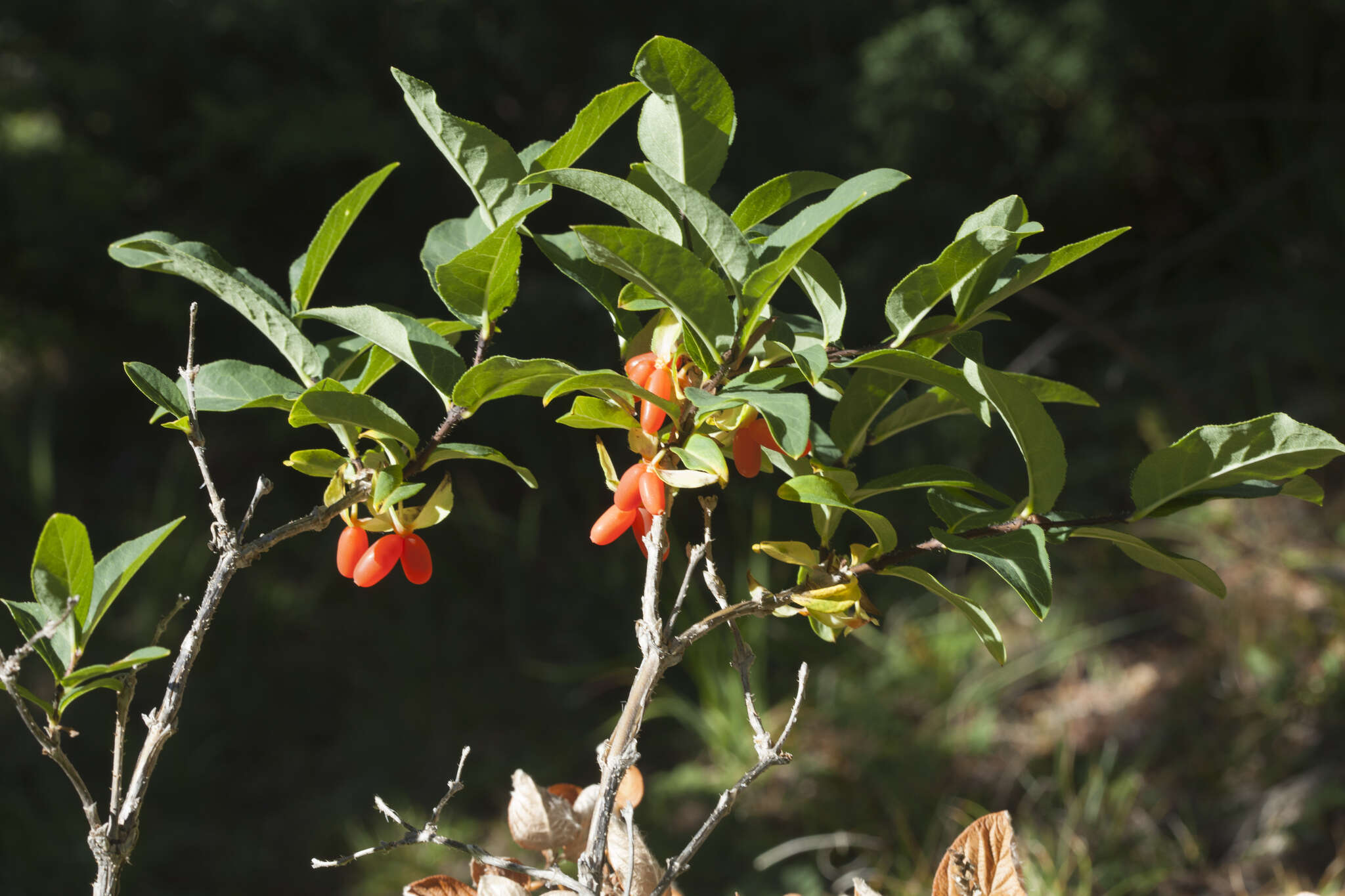 Image de Lonicera hispida Pall. ex Roem. & Schult.