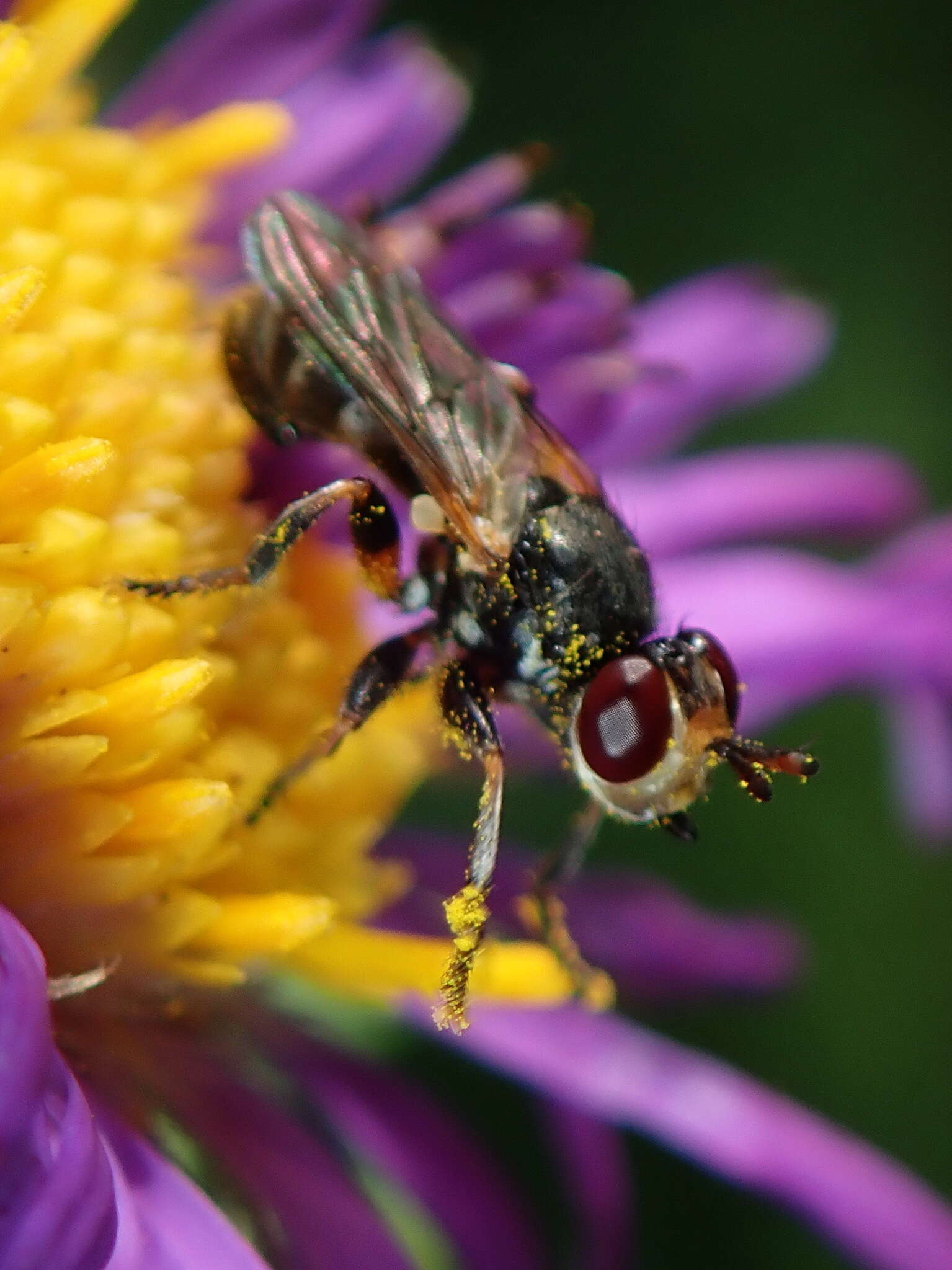 Imagem de Thecophora occidensis (Walker 1849)