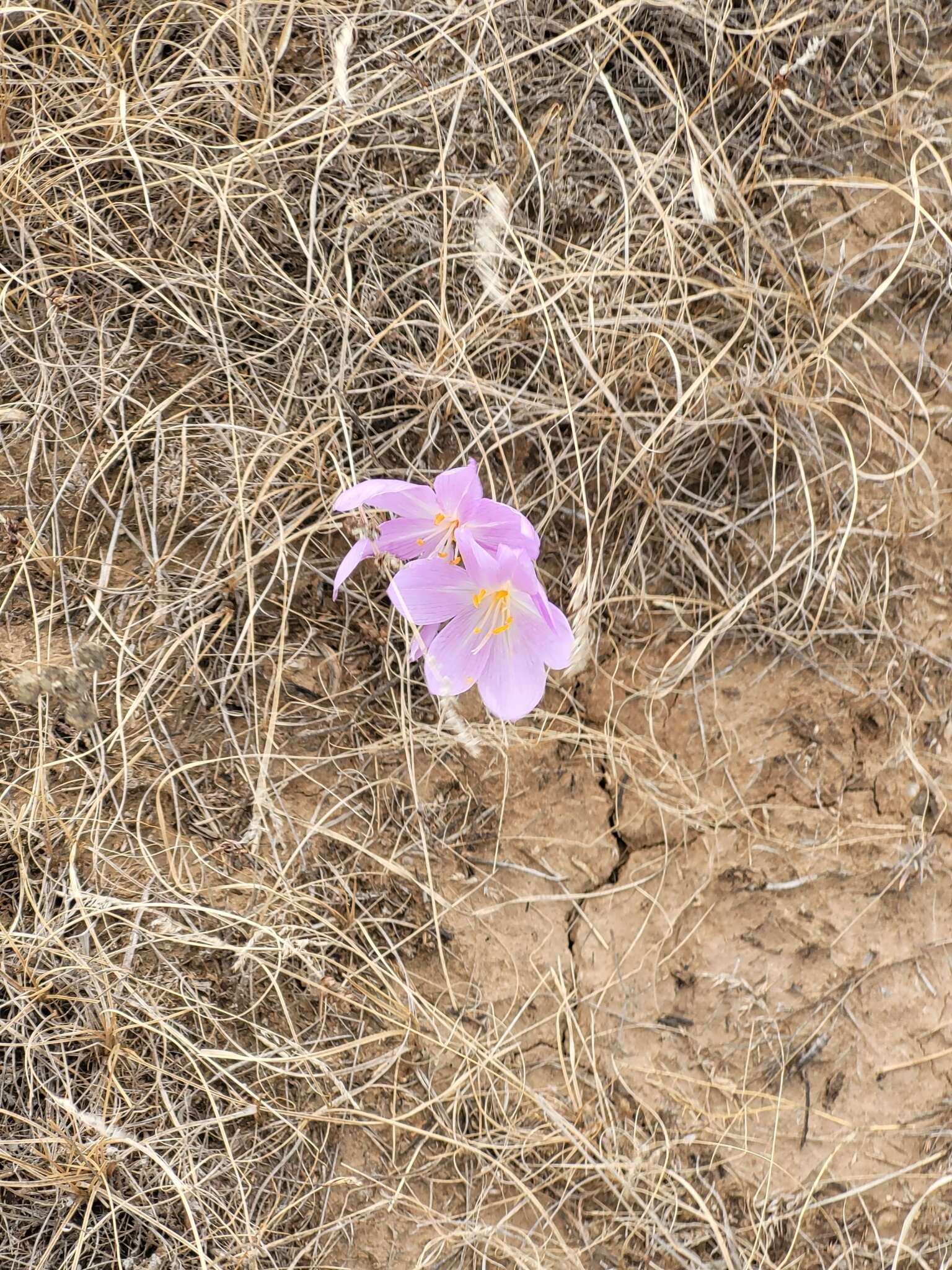 Image of Colchicum laetum Steven