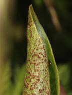 Plancia ëd Puccinia vincae (DC.) Berk. 1836