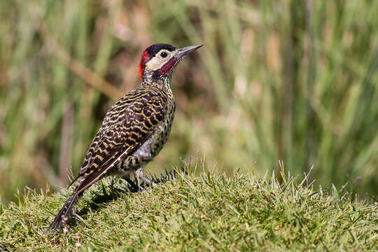 Image of Green-barred Woodpecker