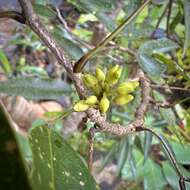 Sivun <i>Arthroclianthus angustifolius</i> kuva