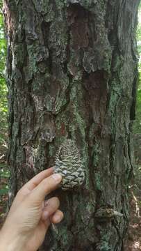 Image of Hickory Pine