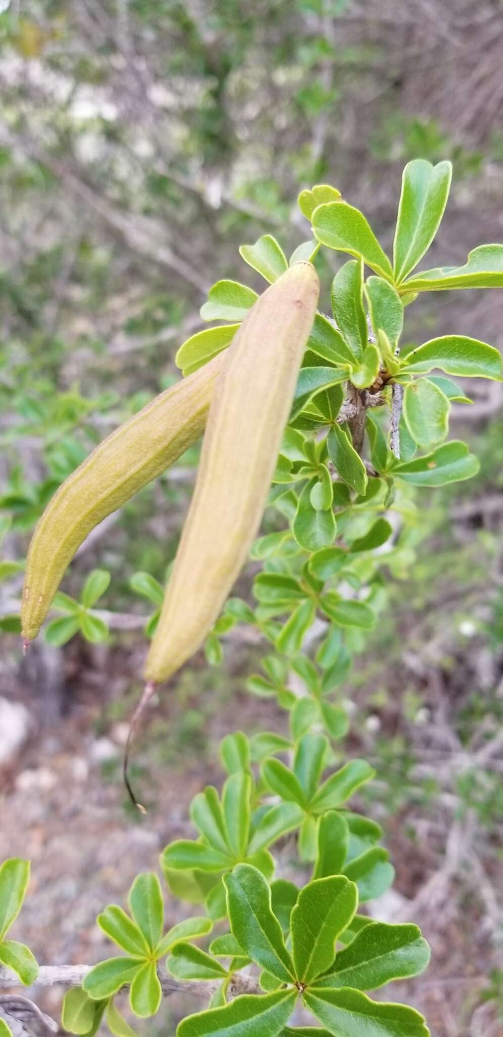 Image of Tabebuia myrtifolia (Griseb.) Britt.