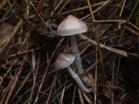 Image of Stropharia inuncta (Fr.) Quél. 1872