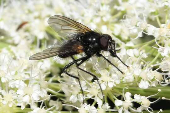 Слика од Thricops nigrifrons (Robineau-Desvoidy 1830)